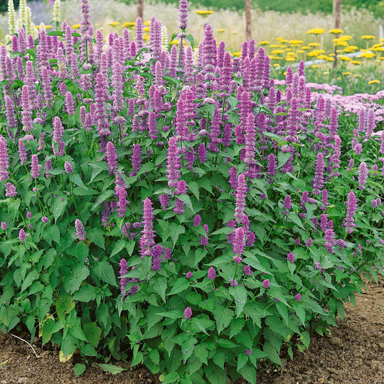 Usa Seller Korean Mint 100 Seeds | Mentha