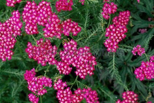 Usa Seller Cerise Queen | Dark Rose Yarrow Seeds 100 Seeds Heirloom Achillea Millefolium