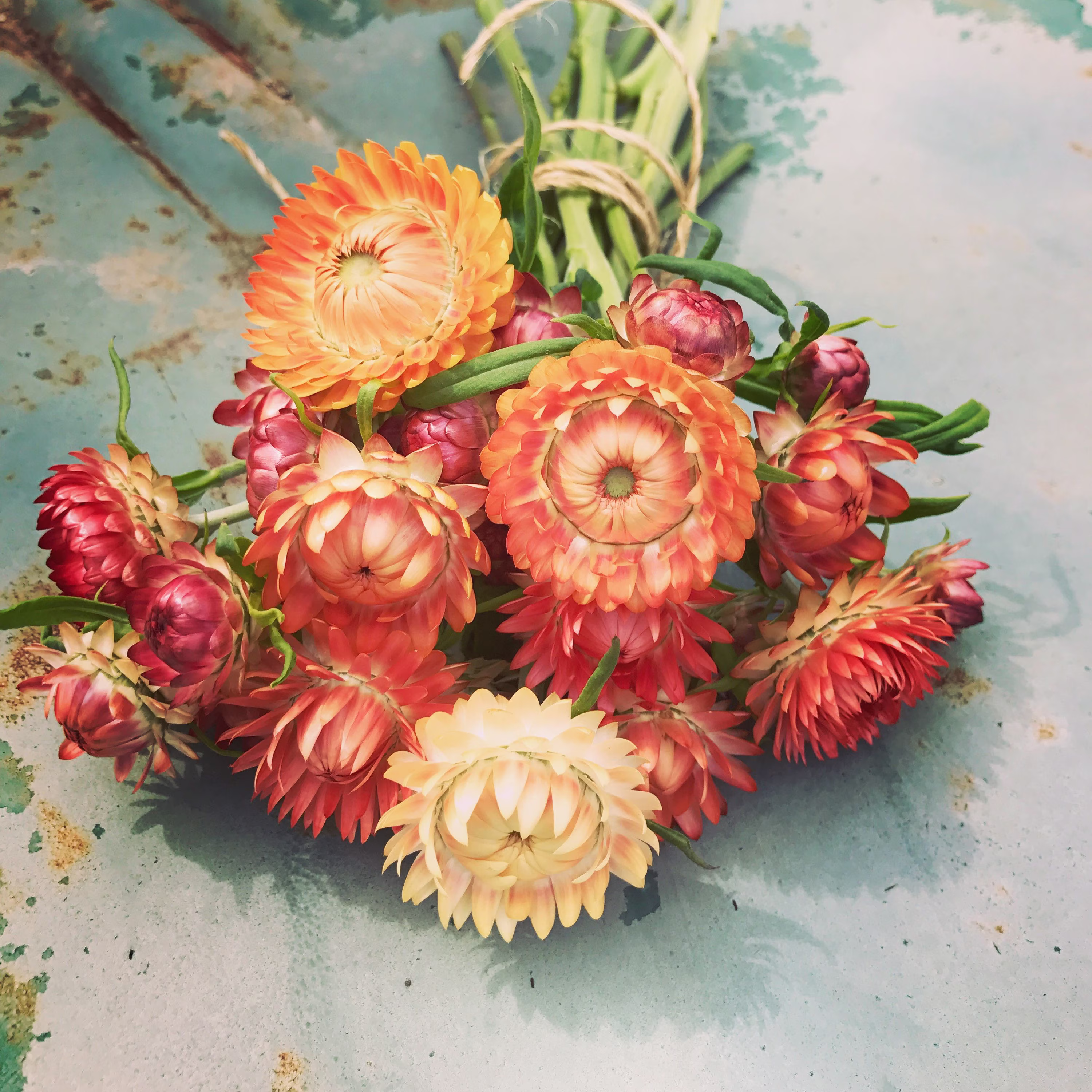 Peach Mix Strawflower Seeds, 35 Mixed Apricot Great For Dried Floral Crafts & Cut Flower Arrangements
