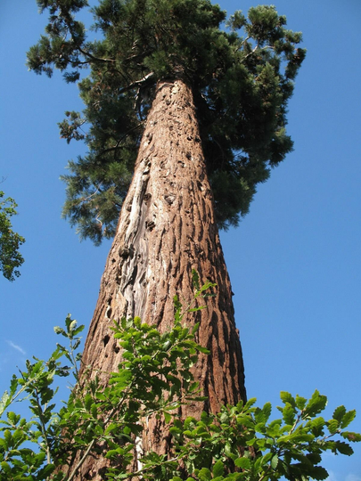 100 X Sequoiadendron Giganteum Seeds, Monster Giant Redwood