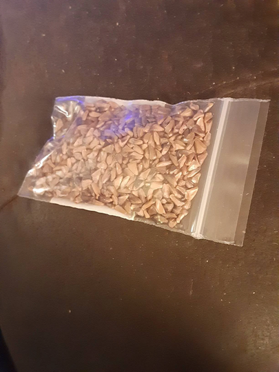 Fraser Fir Tree Seeds
