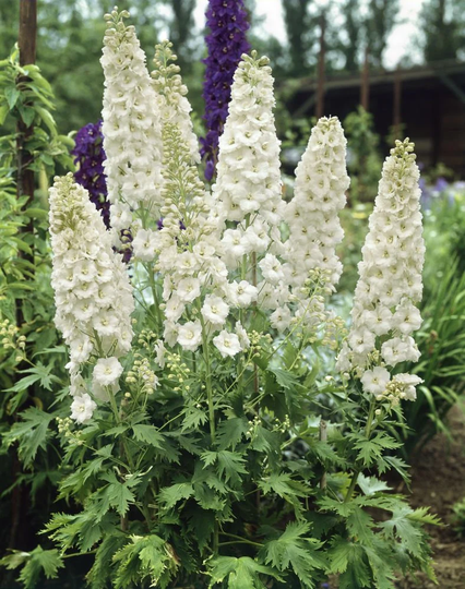 50 Pacific Giants Delphinium Galahad Seeds Perennial Samen Somen Zaad Zaden Semi Sementi Semillas Semenetes Siemenet Graines Nasiona