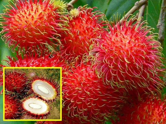 15 - 500++ Fresh Seeds Organic Nephelium Lappaceum Indonesian Rambutan Binjai