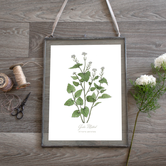 Garlic Mustard Herb Botanical Print Plant Illustration, Kitchen Wall Art