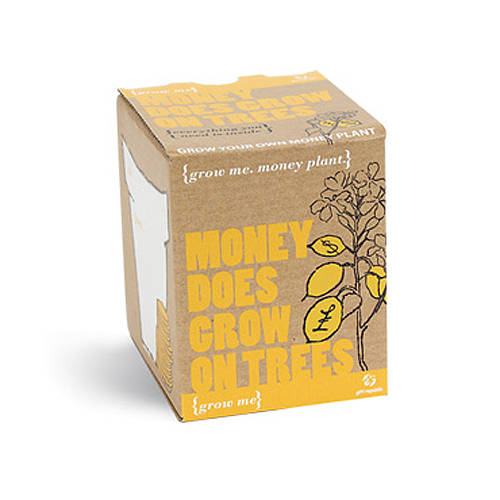 Grow Me 'Money Tree' Plant Kit