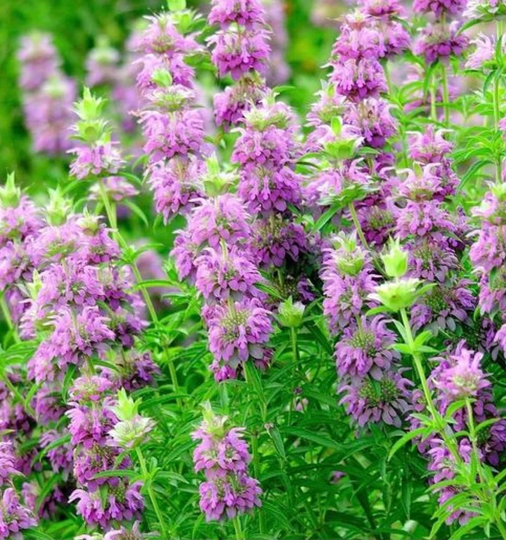 Wildflower Mix