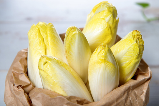 Lot Of 500 Seeds Chicoree Witloof | Endive