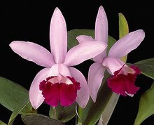 Cattleya Intermedia Orlara