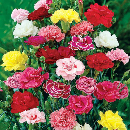 1000 Carnation Chabaud Mix Seeds - 50 Mixed Colour Cottage Garden Seeds