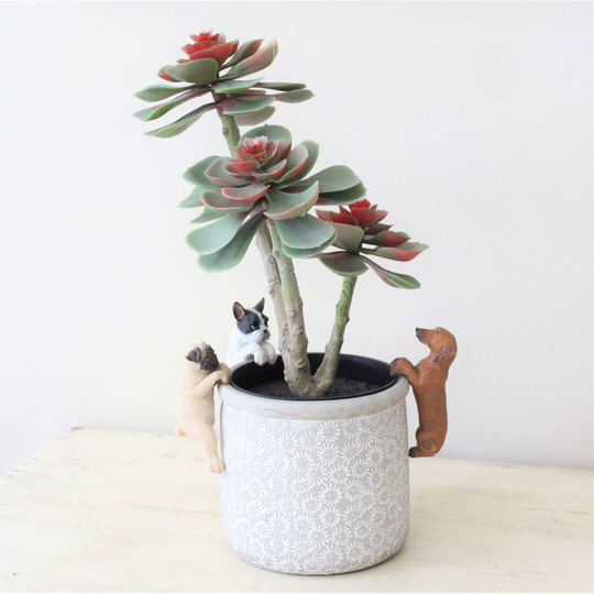 Puppy Pot Hanger And Daisy Planter Gift Set