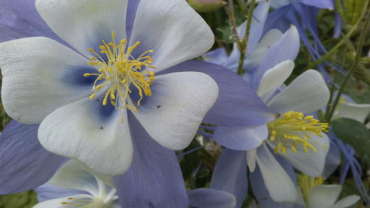 Seeds, Late Summer Harvest Sky Blue Columbine Seeds, Large 2-3