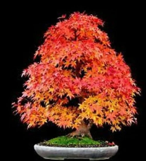100 X Sugar Maple Tree Seeds - Acer Saccharum Rock