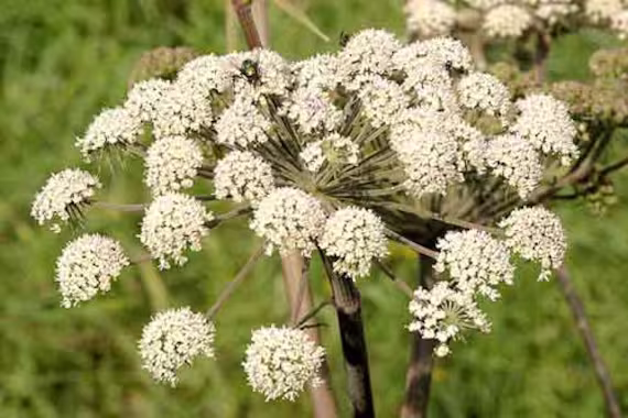 Cumin Seeds | Cuminum Cyminum Organic