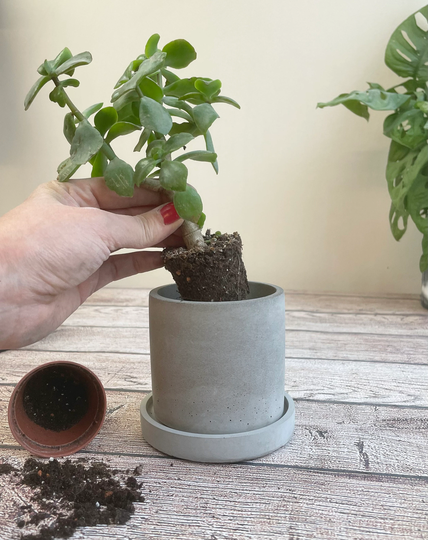 Concrete Pot | Indoor Planter Pen Desk Tidy Makeup Brush Holder Vessel Housewarming Gift Plant