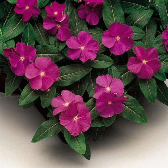 Vinca Seeds Sunstorm Deep Orchid 100 Thru 500 Catharanthus Roseus