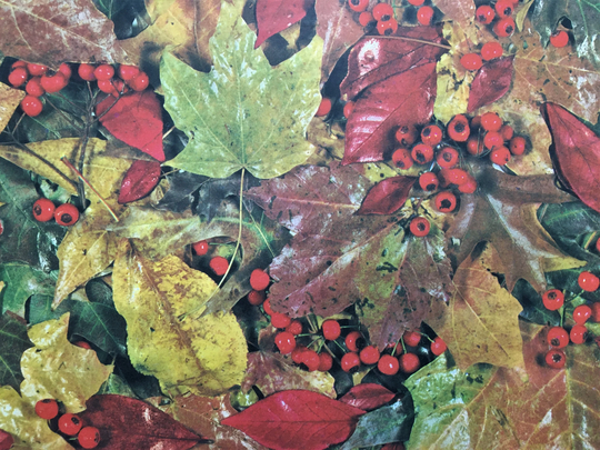 Vintage Change Of Seasons Fall Autumn Leaves Falling Orange Yellow Red Berries Colors Gift Wrap Wrapping Paper