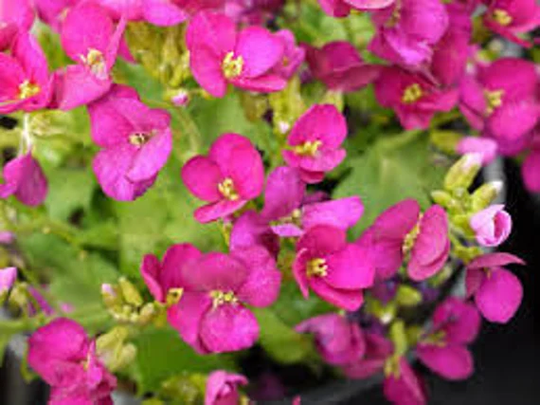 Alpine Rock Cress - Pink, Us Seed Organic Op, Free Seeds With Purchase