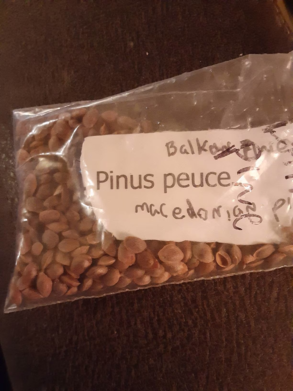 Balkan Pine Tree Seeds