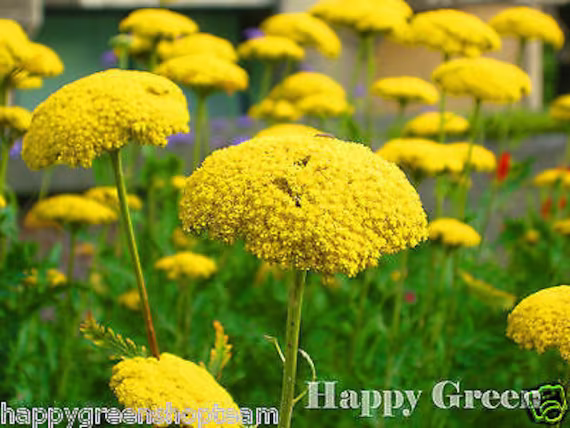 Yarrow Cloth Of Gold - Achillea Filipendulina 3100 Seeds Perennials Flower