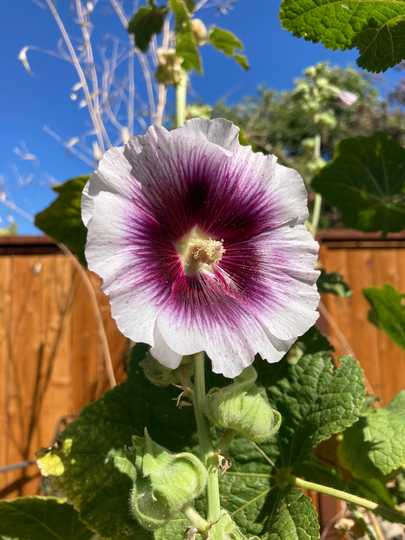 Hollyhock Purple & White Flower Seeds For Planting