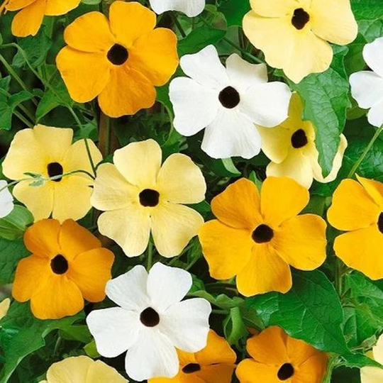 Black-Eyed Susan Vine Mix Color Blooms, Easy To Grow, Hanging Pots, Trellis Vine, Arbor Flower Privacy Fence Seeds