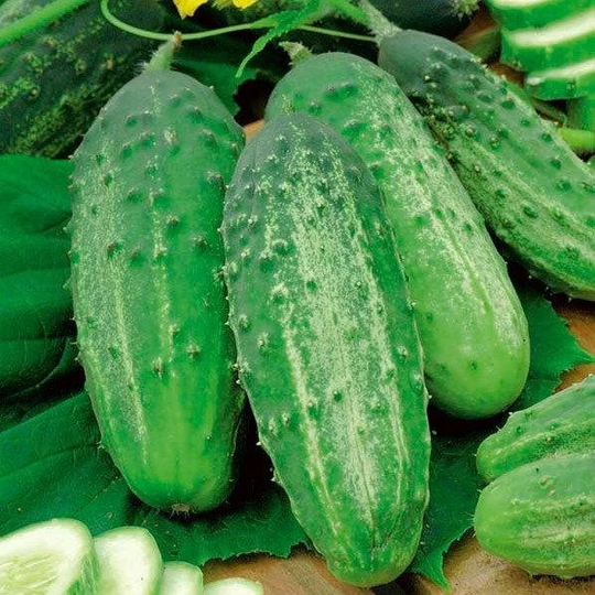 50 European Cucumber Sremski F1 Seeds