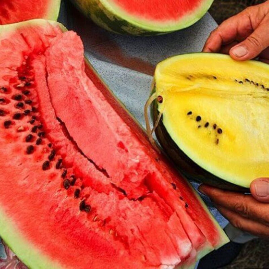 Watermelon Black Sherbet Mix Seeds Heirloom Non Gmo For Planting | 204730