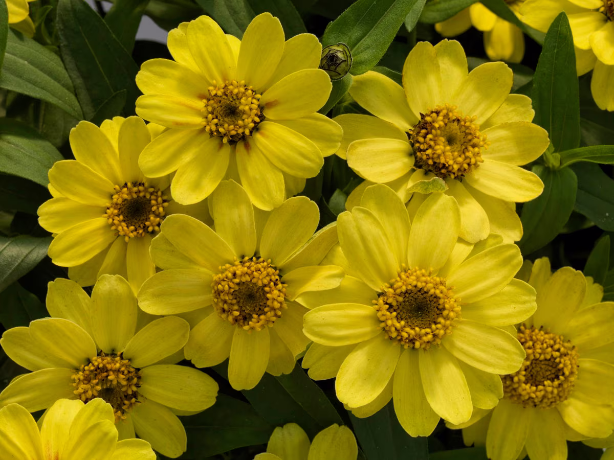 Zinnia Seeds Profusion Lemon 100 Thru 500 Bulk Flower