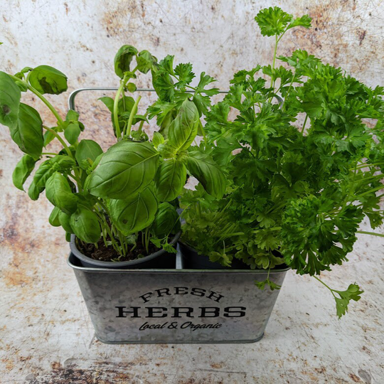 Herb Caddy Planter With Handle, Metallic Finish Suitable For Inside Or Out