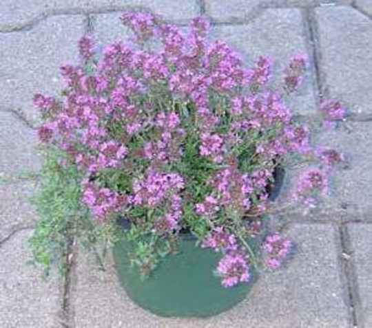 Thyme Aromatic | Thymus Pugeloides Heirloom Non-Gmo | 25 Seeds