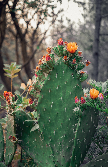 Flowering Bunny Cactus Seeds