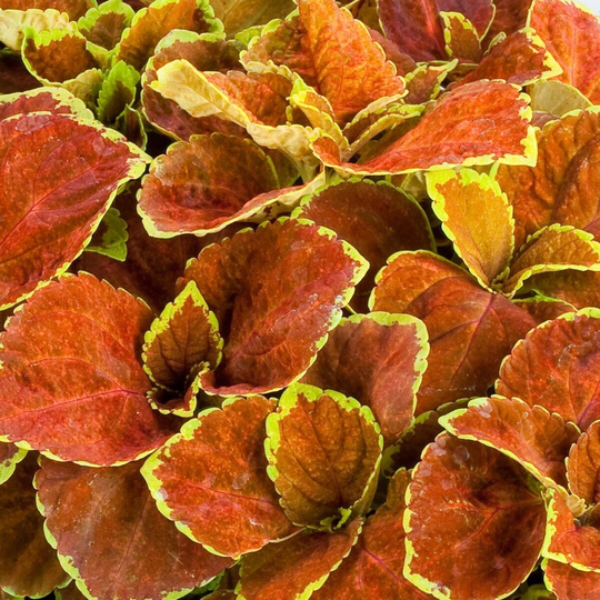 Coleus Seeds Fairway Orange 50 Thru 500 Dwarf Shade Plant