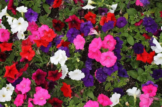 Petunia Colorama Formula Mixed Approx. X200 Seeds Bedding Plant