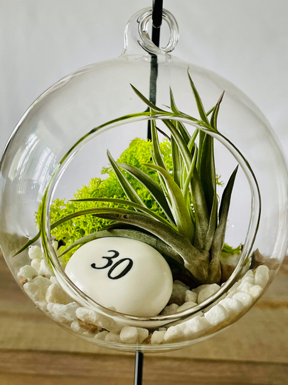 Diy Terrarium Air Plant Kit, Birthday Gift For 30 Year Olds. Thirty Birthday. Air Plant Terrarium Present