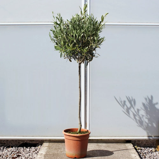 4.5Ft Large Mediterranean Olea Europaea Olive Peace Green Tree Outdoor Garden Plant in 19cm Pot