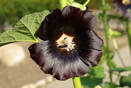 Hollyhock Black - 100 Seeds Non Gmo