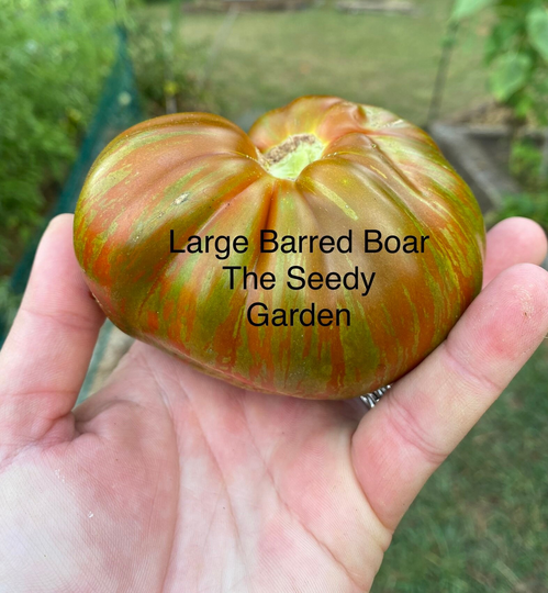 Large Barred Boar Heirloom Tomato Seeds
