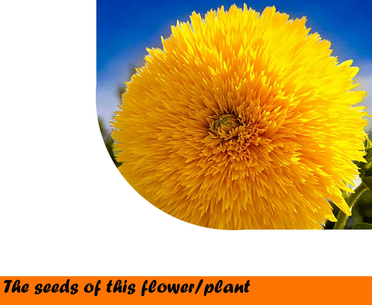 Sunflower Teddy Bear 2G. ~100 Seeds