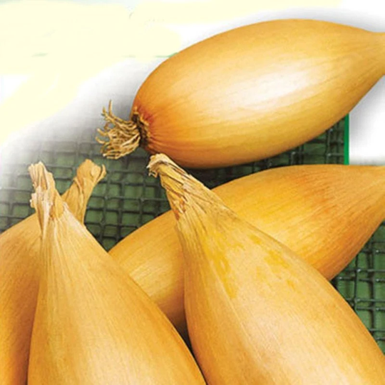 Onion Lovely Seeds Heirloom Non Gmo For Planting | 201324