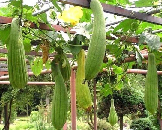Luffa Cylindrica Sponge Gourd Egyptian Cucumber Vegetable Seeds 10 Seeds