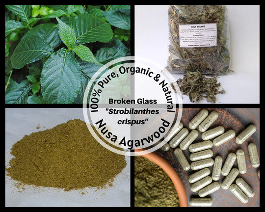 Dried Leaves/Powder/Capsule - Black Face General Broken Glass Strobilanthes Crispus Crispa Organic Herbs 100% Non Gmo Fresh