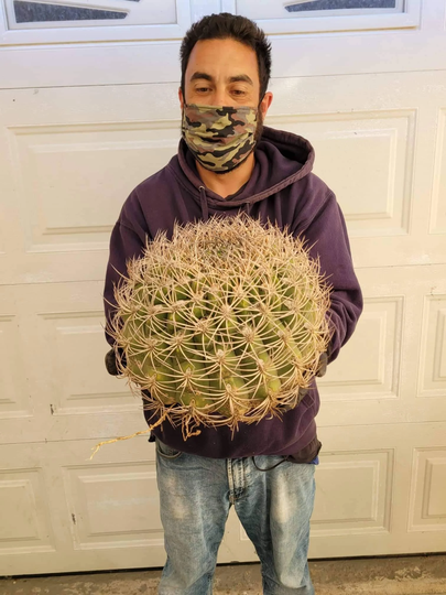 Gymnocalycium Saglione