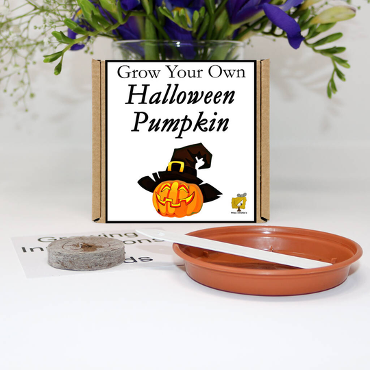 Grow Your Own Halloween Pumpkin Gift Set