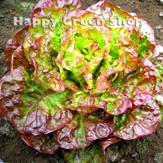 Lettuce Canasta - 1000 Seeds Vegetable Batavian Lettuce Lactuca Sativa