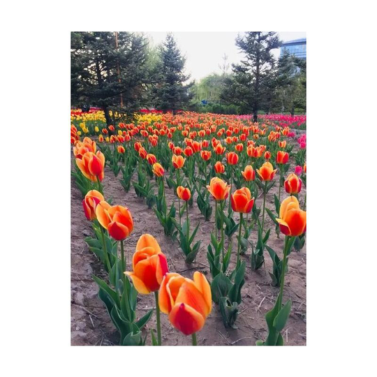 10Pcs Bag Beautiful and Colorful Perfume Tulip Flower Seeds High-Grade Rainbow Flower Bonsai Seeds Home Garden Plant-orange