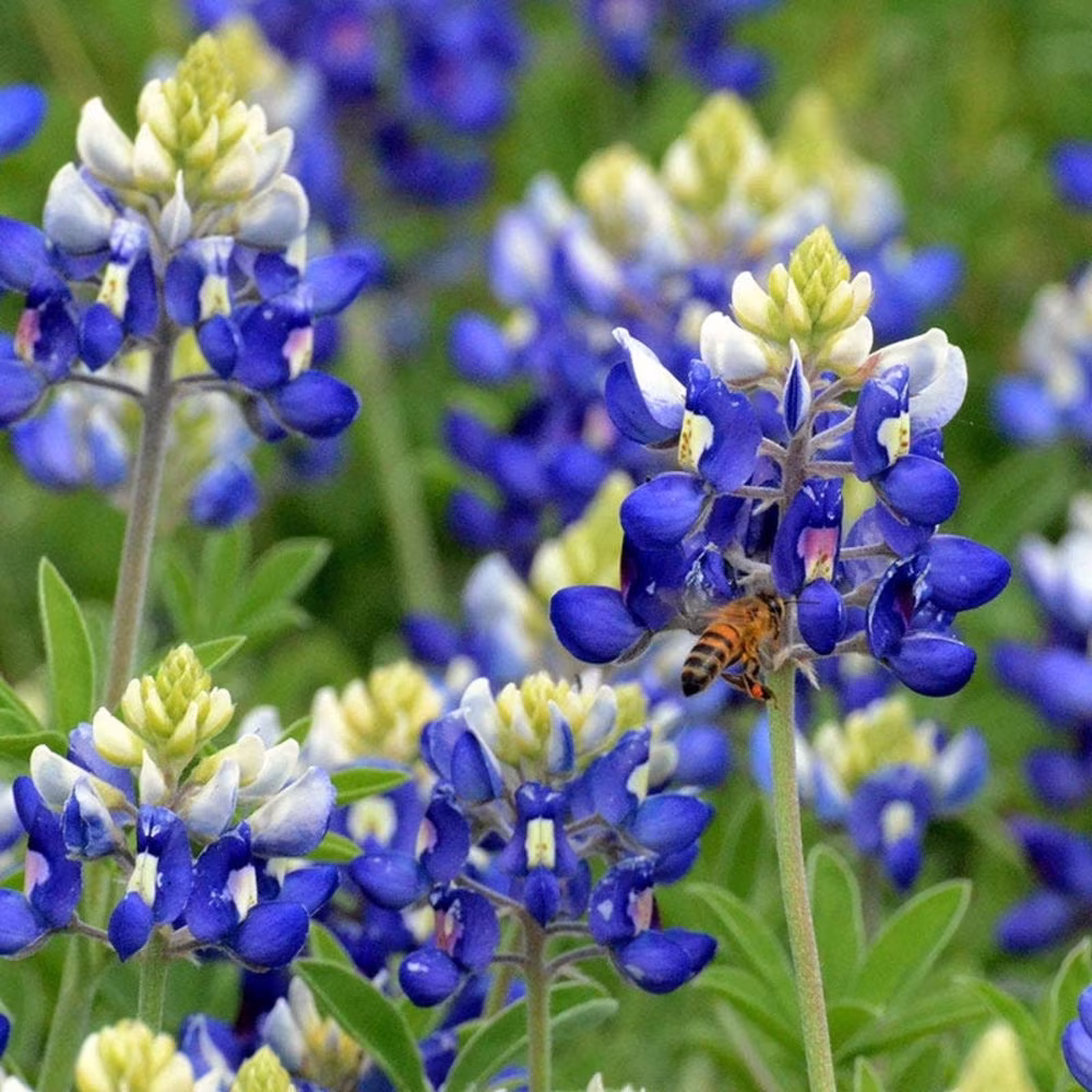 Lupine Texas Bluebonnet Flower Seeds - Open-Pollinated For Seed Saving Non-Hybrid & Non-Gmo Heirloom Canada