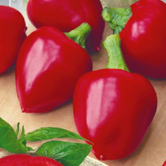 Sweet Pepper Player Seeds Open-Pollinating Non Gmo For Planting | 204526