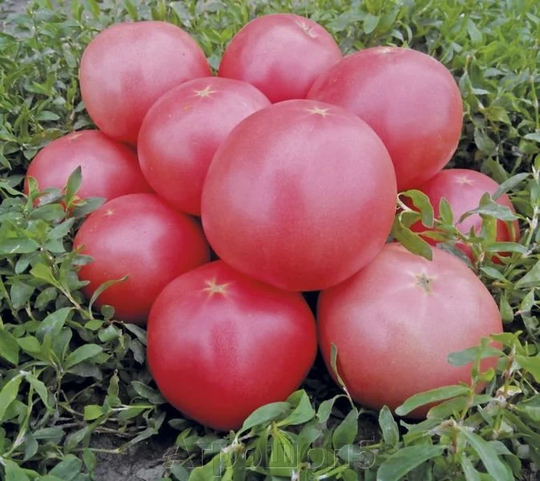 Tomato Seeds By Thousands Vegetable From Ukraine