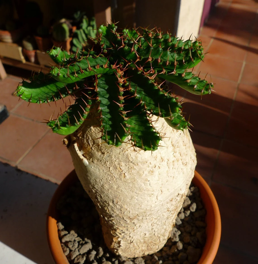Euphorbia Stellata - Unique Jellyfish Head Succulent Rare 3 Seeds