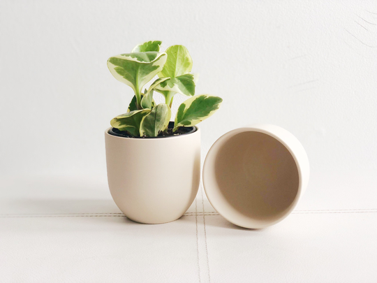 White Matte Ceramic Circular Pot | Small Plant Minimalist Pottery Indoor Gardening Modern Planter